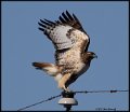 _B210525 red-tailed hawk